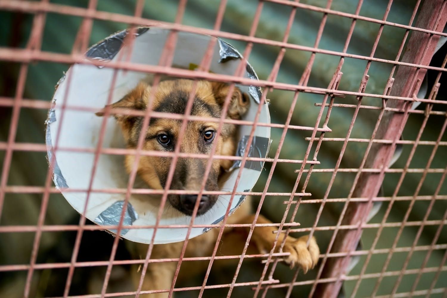 A Balásy-birodalommal volt szerződése az alapítványnak, aminek kuratóriumi tagja volt Gajdos László környezetvédelmi miniszter