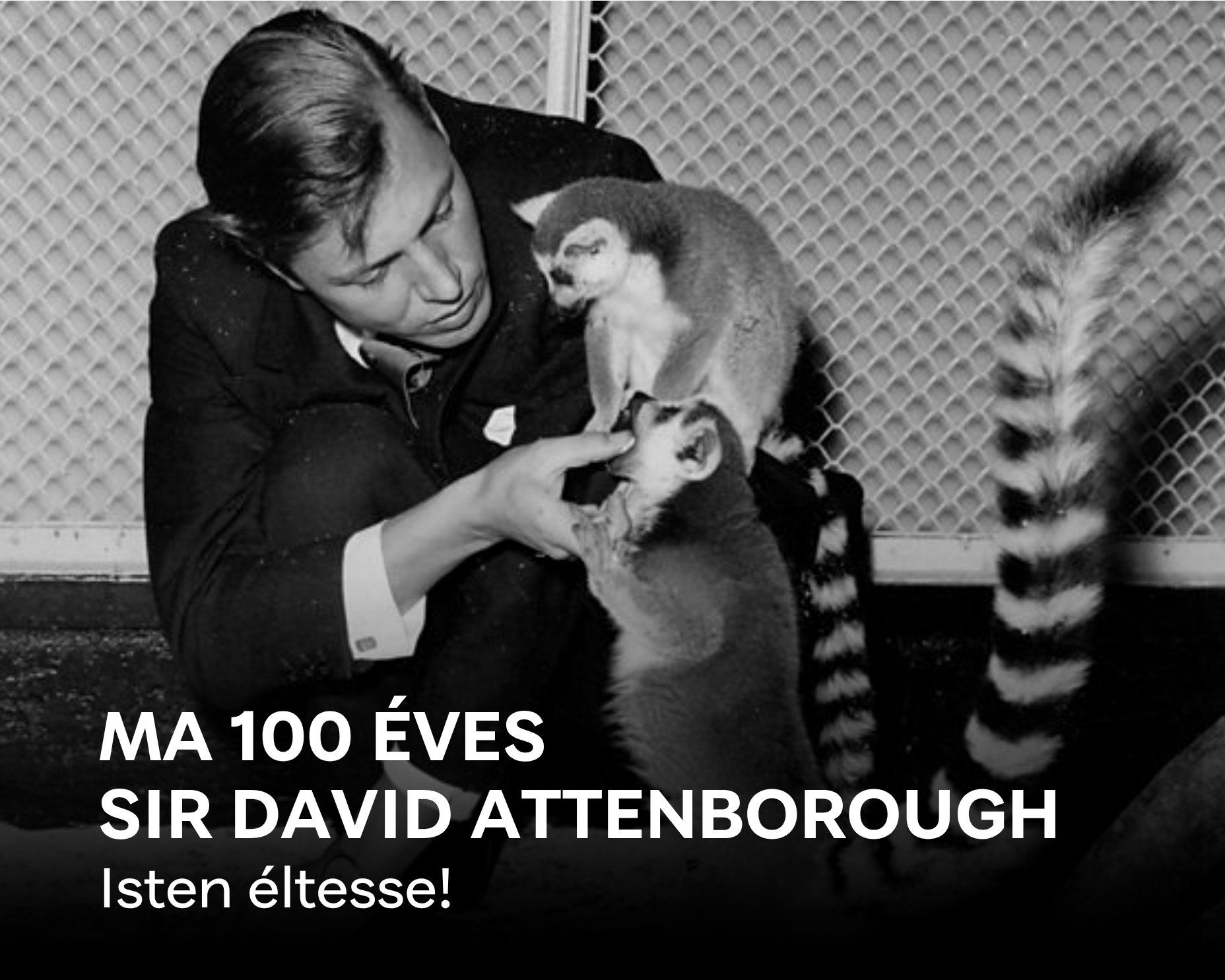 100 éves David Attenborough – Gajdos László is köszöntötte minden idők legkiválóbb természetfilmesét