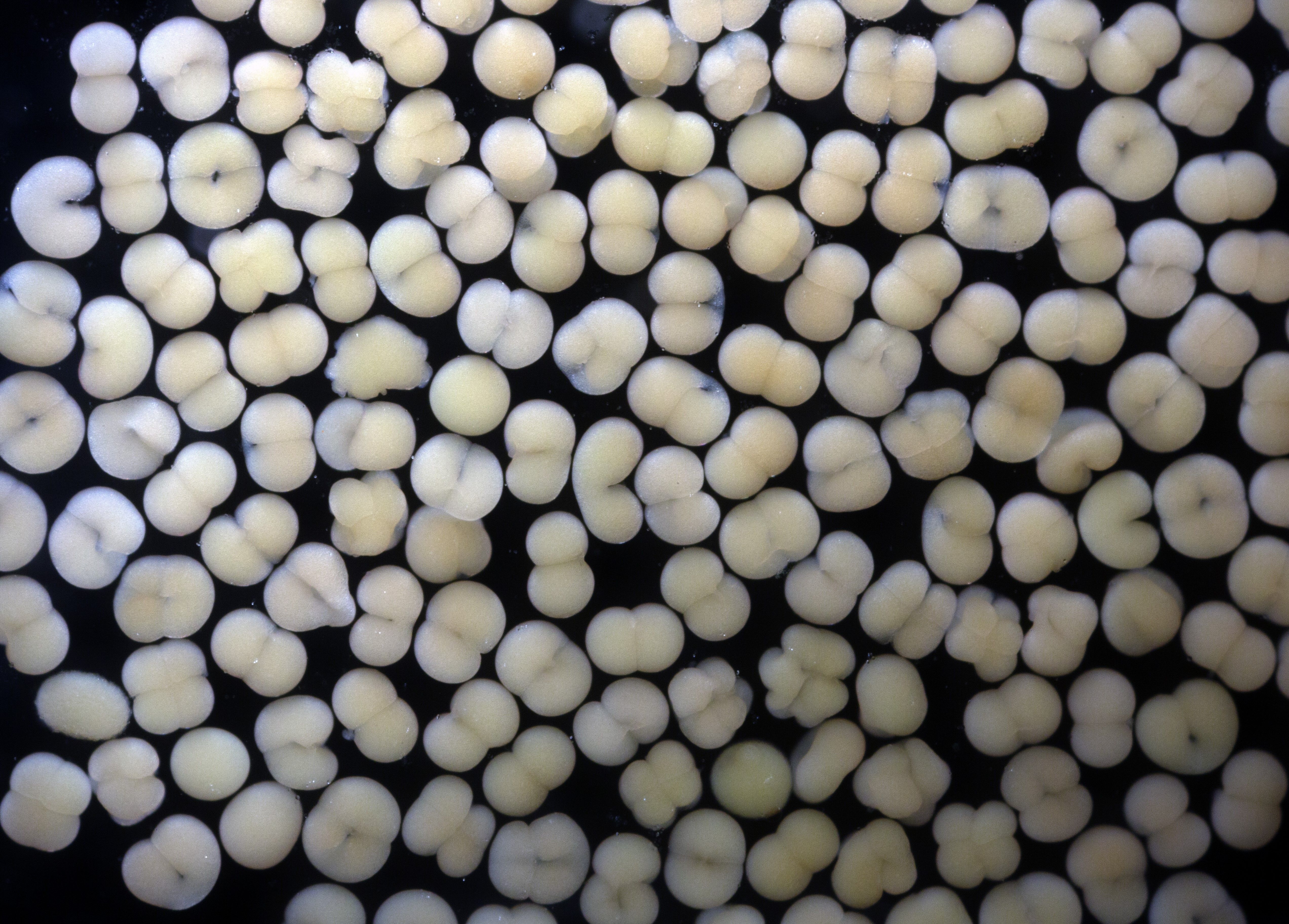 CSL0030.jpg