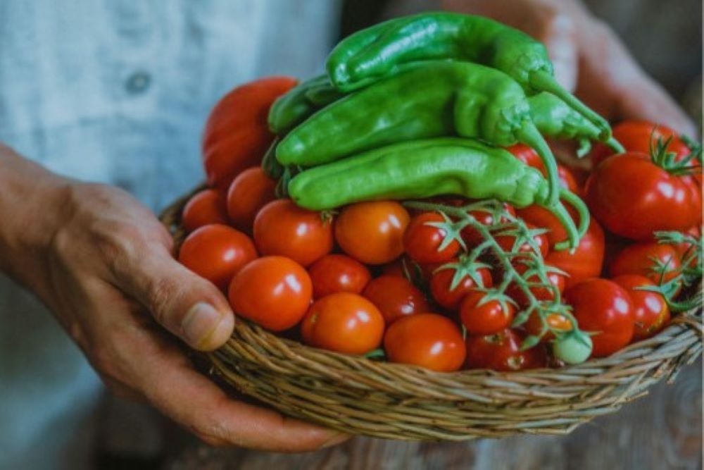Paradicsom, paprika csúcsrothadás elleni megoldások Genezis termékek segítségével
