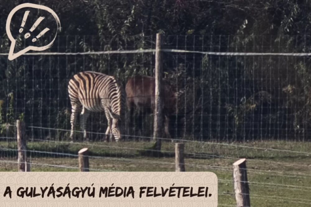 Kepernyokep-2025-03-25-164631.jpg