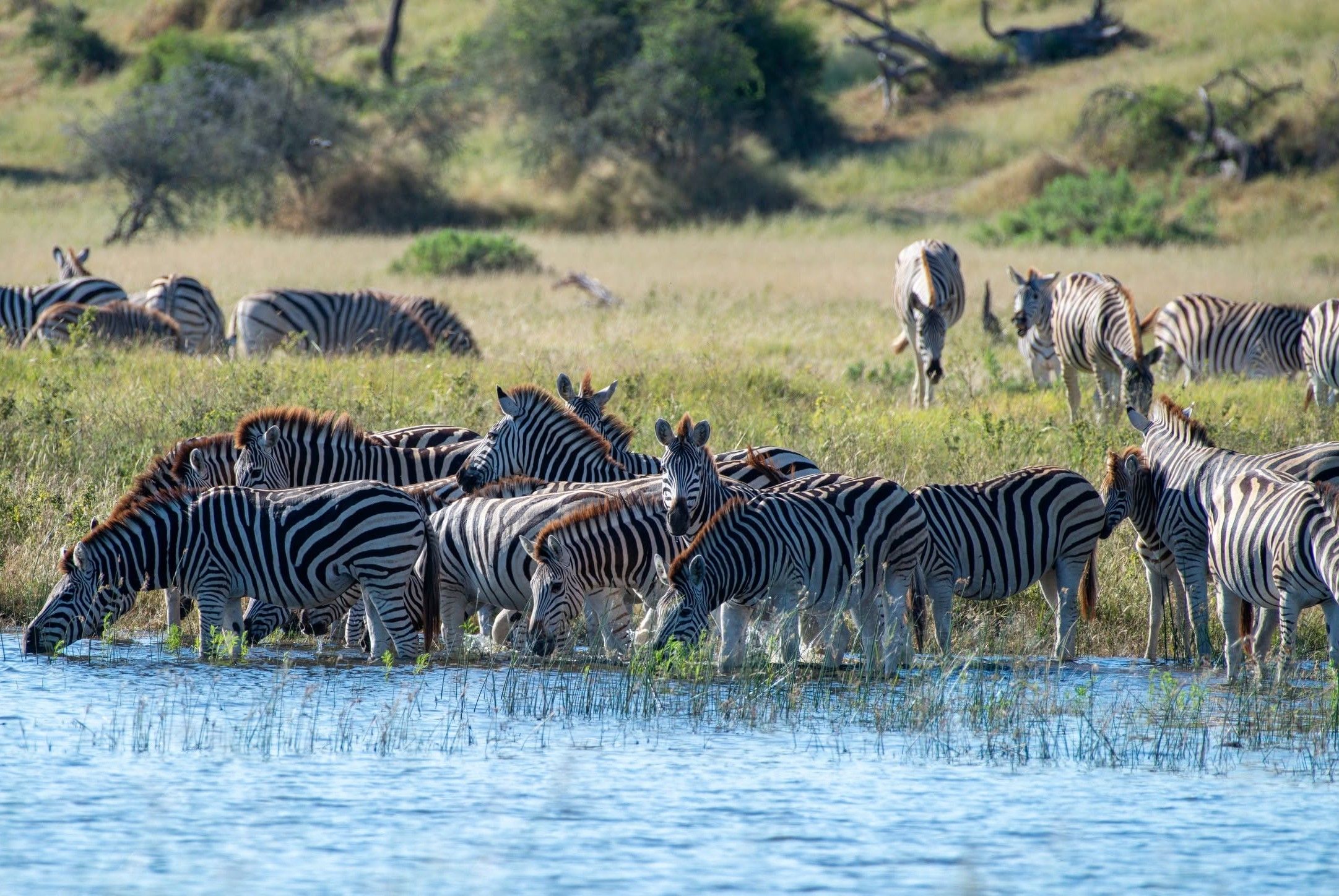 Mészáros Lőrinc zebraimádata Botswanáig röpítette őket a feleségével