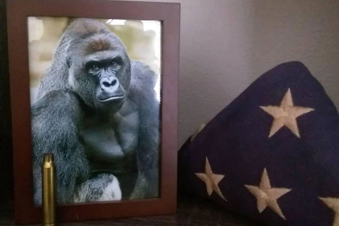 Tíz éve lőttek le egy gorillát, aki 11 ezer szavazatot szedett össze az elnökválasztáson