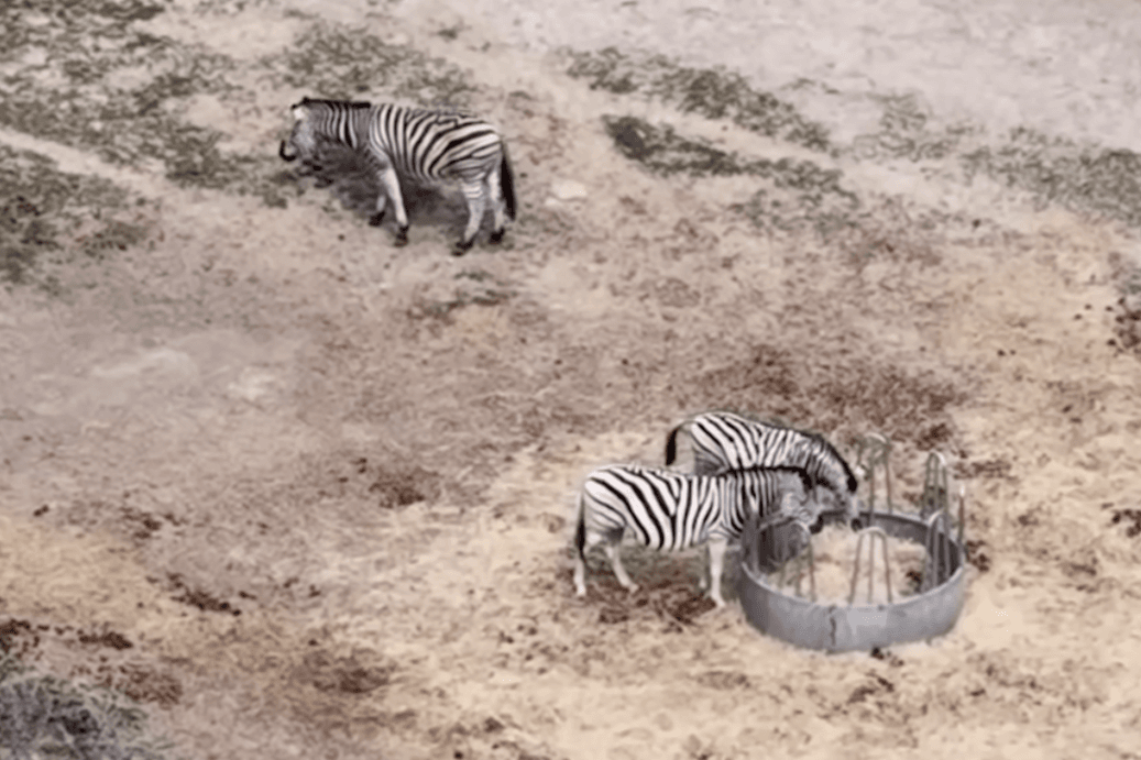 Rendőrségi nyomozás indult: három zebra egyszerűen megfagyott Hatvanpusztán
