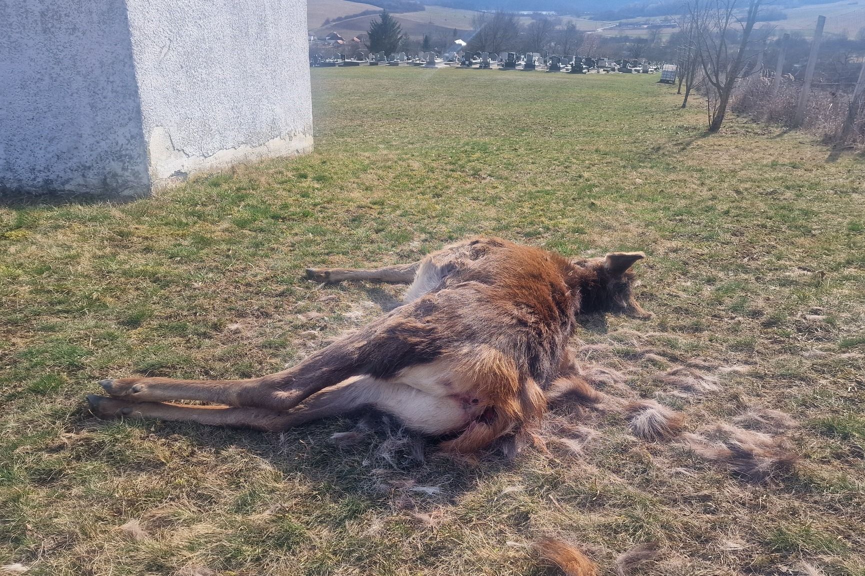 szarvas 3 Martonyi község Faceb (1).jpg