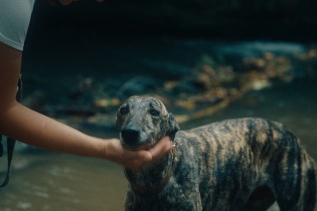 Agarak, önvezető autók, magyar vidék: Velencében mutatkozik be a Guardian új dokufilmje