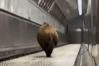 Vaddisznó tévedt a 2-es metró Kossuth téri állomására, az állatot kilőtték