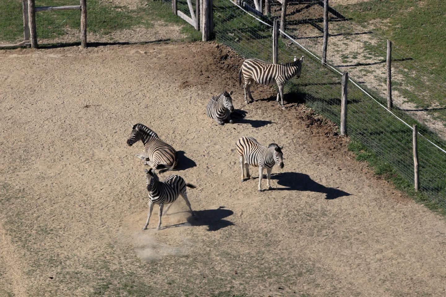 Kiderült, hogy miben pusztult el a negyedik zebra