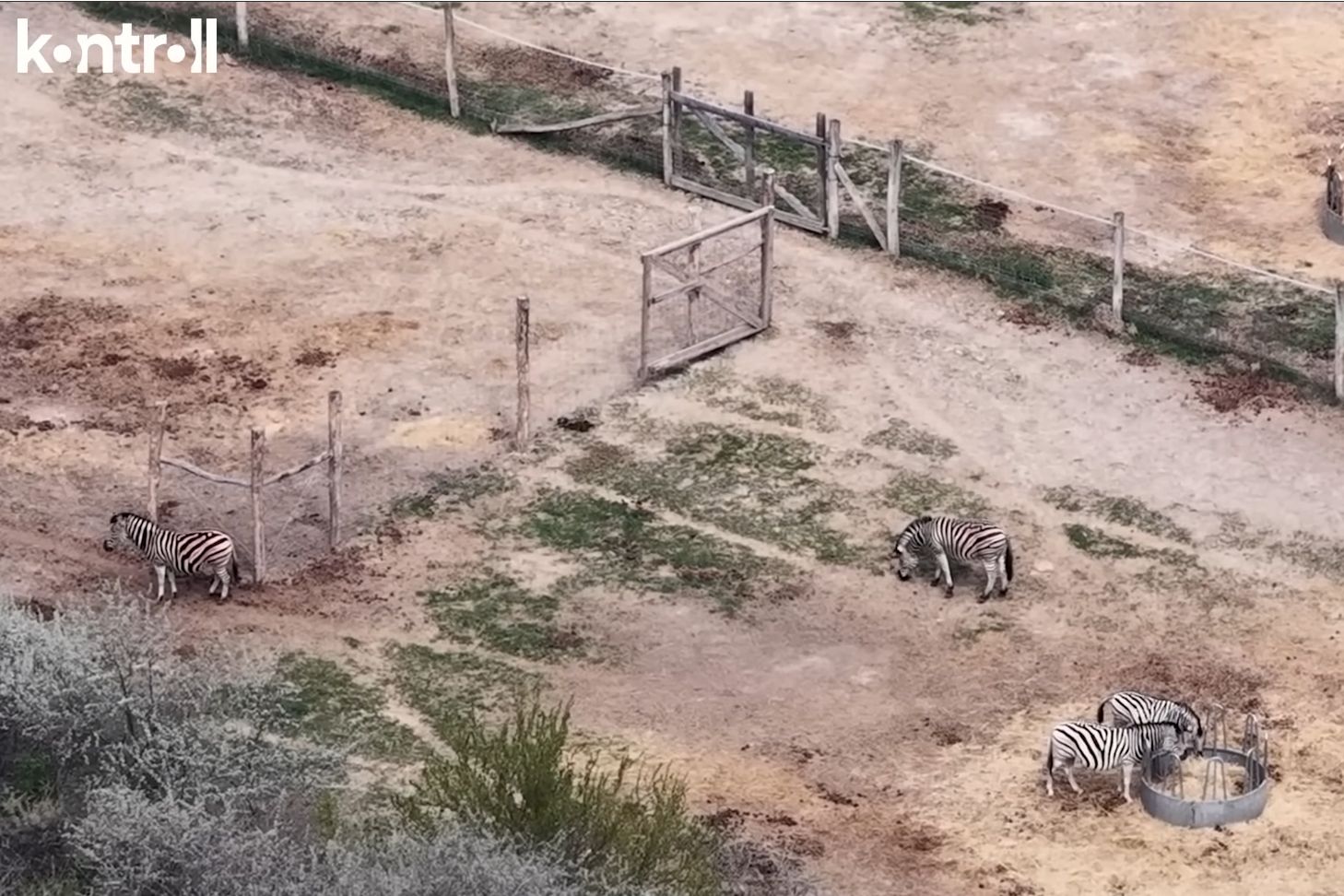 Hatvanpusztai szafari: a megfagyott zebrák pestisben elhullott sertések mellett végezték 